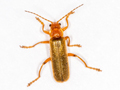 Cantharis pallida